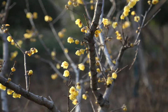 雨水降，萬(wàn)物蘇(圖2)