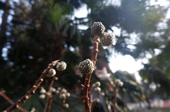 雨水降，萬(wàn)物蘇(圖4)